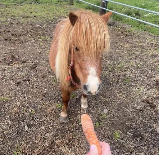 Riverfield * Milltown Malbay